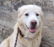 cane_Cagnolino_rocca_sinibalda_nasino_ustionato_caldo