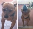 cane_athos_rieti_raffy