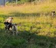 cane_cani_cantalice_marianna_cipitelli