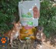 cane_cani_irene_croce_rossa_italiana