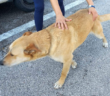 cane_infinity_ilaria_monica_daniele_via