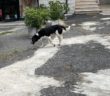 cane_osteria_nuova