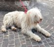 cane_poggio_moiano_maria_laura_sciarpelletti