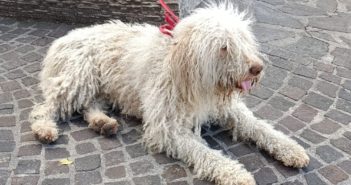 Poggio Moiano, cane trovato in strada