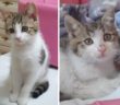 gatta_gattina_loredana_miarelli_minu