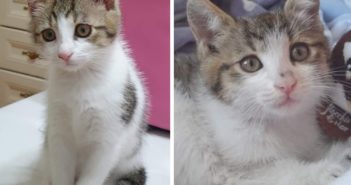 Mi chiamo Minù, un angelo mi ha salvata e ora spero in una adozione