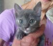 gatta_gattina_maio_di_rieti