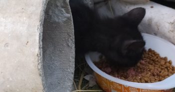 Due gattini che vivono nei tubi di cemento cercano stallo e sicurezza