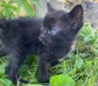 gatto_gattina_p&f