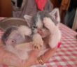 gatto_gattino_donatella_vecchi