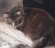 gatto_la_piazzetta_da_felice