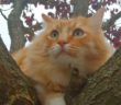 gatto_rosso_smarrito_eleonora_grillotti