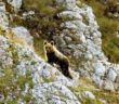 wwf_orso_marsicano