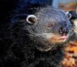 Binturong_Arabella