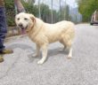 cane_Cagnolina_canile_basilicata_luna_ida_di_matteo
