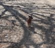 cane_Cagnolino_pincher_rieti_samrrito_pongo_Serenella