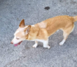 cane_Cagnolino_villa_reatina