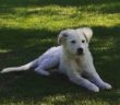 cane_bianco_cucciola_p&f