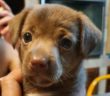 cane_cagnolino_kinder