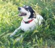 cane_cagnolino_lello_oasi_di_brenda