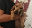 cane_cagnolino_segugio_simona_mari