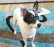 cane_cagnolino_toto_maria_laura_romina