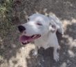 cane_labrador_palombara_sabina_p&f