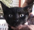 gatto_gattini_Sabina_p&f