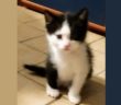 gatto_gattino_giacinto