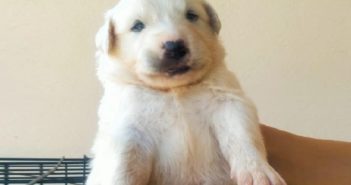 Adorabili cuccioli cicciabomba vorrebbero che chiamassi per loro