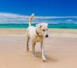 OIPA_cane_spiaggia