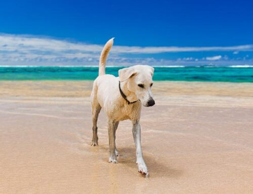 L’OIPA lancia “Vacanze a 4 zampe”, l’app per chi viaggia con i propri animali