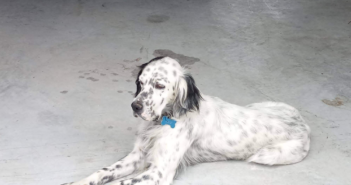 Cane Setter smarrito altezza Questura di Rieti