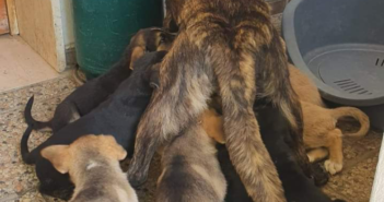 Un lavoro di squadra per aiutare una famiglia a quattro zampe