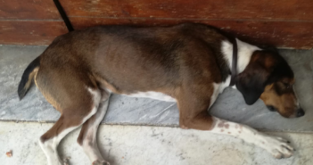 Ha bisogno di stallo o adozione. Sì trova a Rivodutri