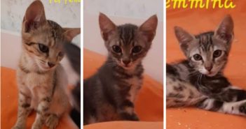 Fly, Alì e Diva sono rimasti senza mamma. Almeno diamogli una famiglia