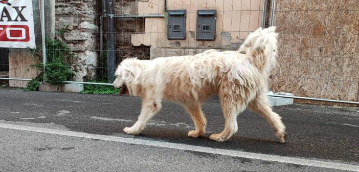 Cane bianco in via di Mezzo a Rieti