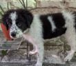 cane_Cagnolina_laika_anna_linda