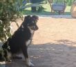 cane_Cagnoline_san_pietro_pasqualina_p&f