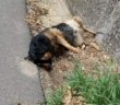 cane_Cagnolino_anna_linda_morto