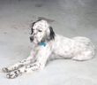 cane_ailu_setter