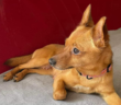cane_cagnolina_poggio_moiano