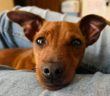 cane_cagnolino_frida_pincher_p&f