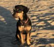 cane_cagnolino_maria_giuditta_casperia_p%f