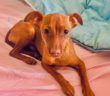 cane_cagnolino_puntino_pincher_p&f