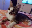 gatta_nina_oriolo_cosenza
