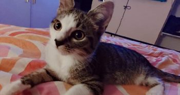 La gatta Nina è scomparsa da Oriolo Romano (Viterbo)