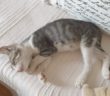 gatto_fufi_laura_nucci