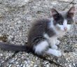 gatto_gattino_tiziana_salaria_per_l_aquila_santa_rufina