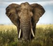 wwf_elefante